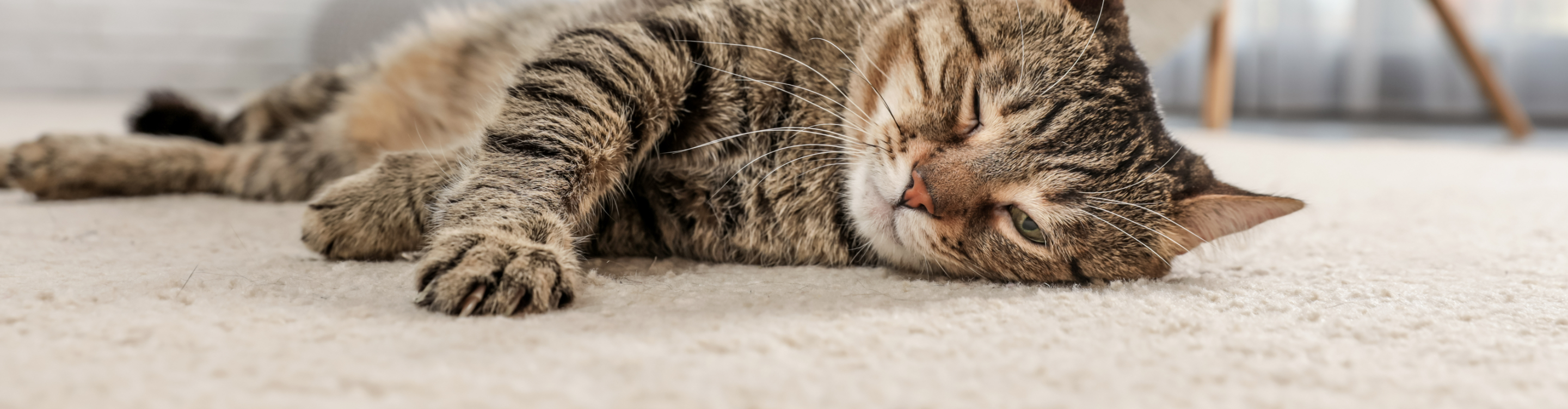 Shop Pet Perfect Floors by Shaw in Sugar Land, TX 